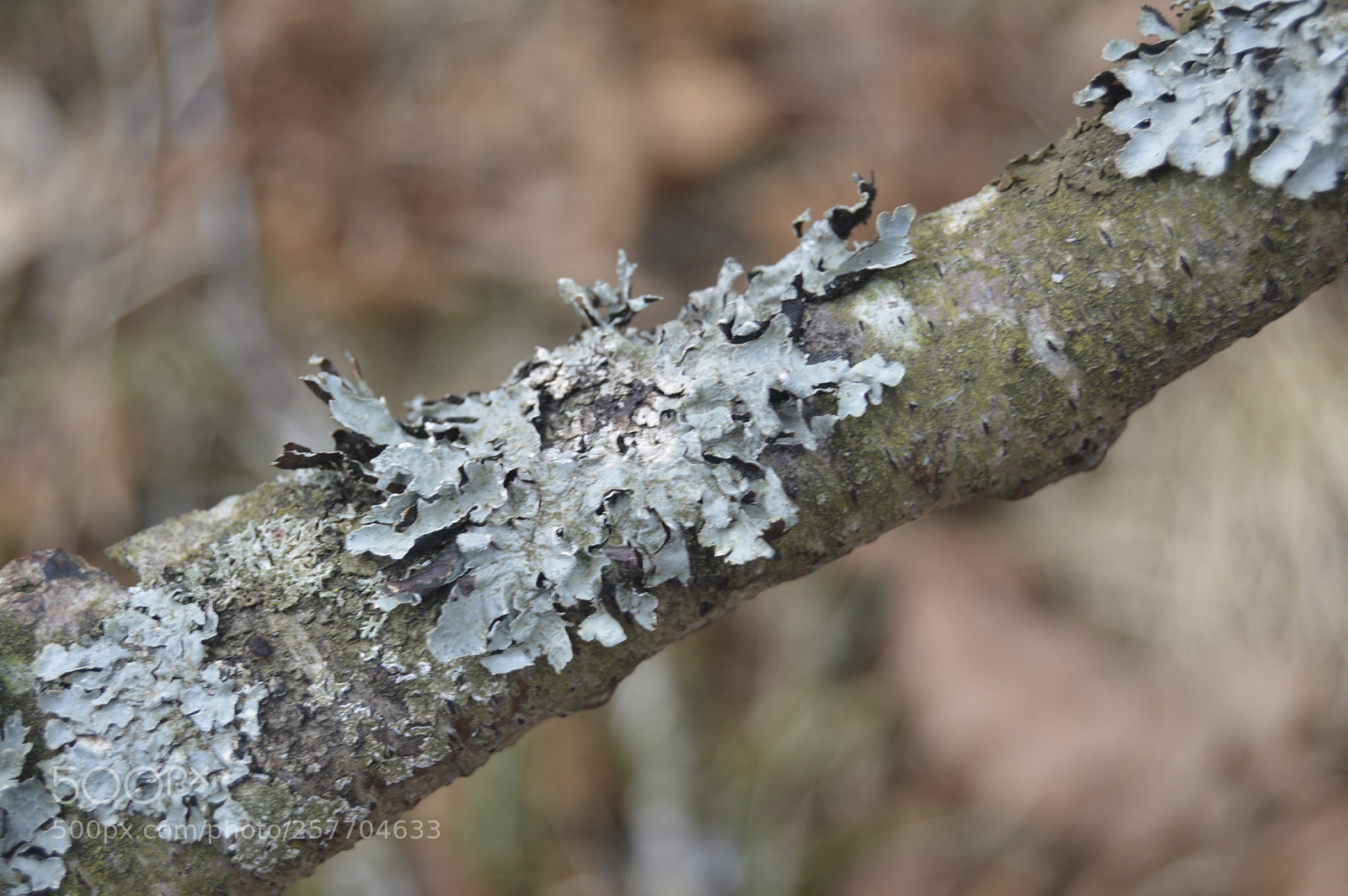 Nikon D3200 sample photo. Dansk natur photography