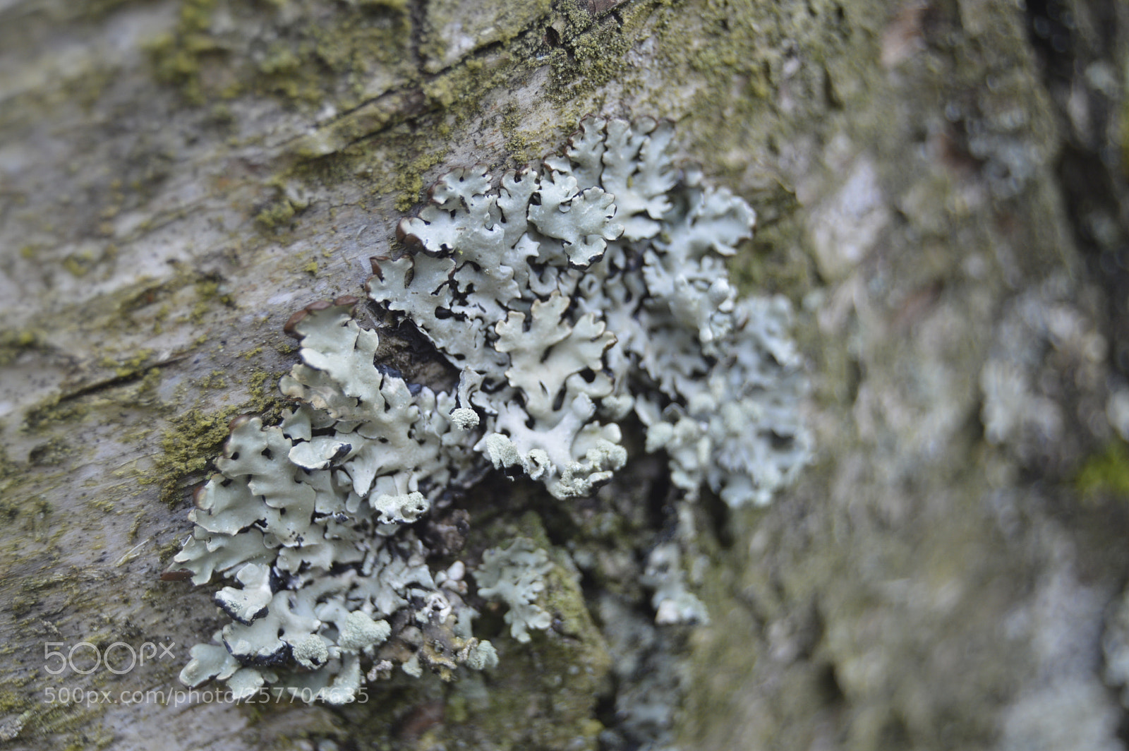 Nikon D3200 sample photo. Dansk natur photography