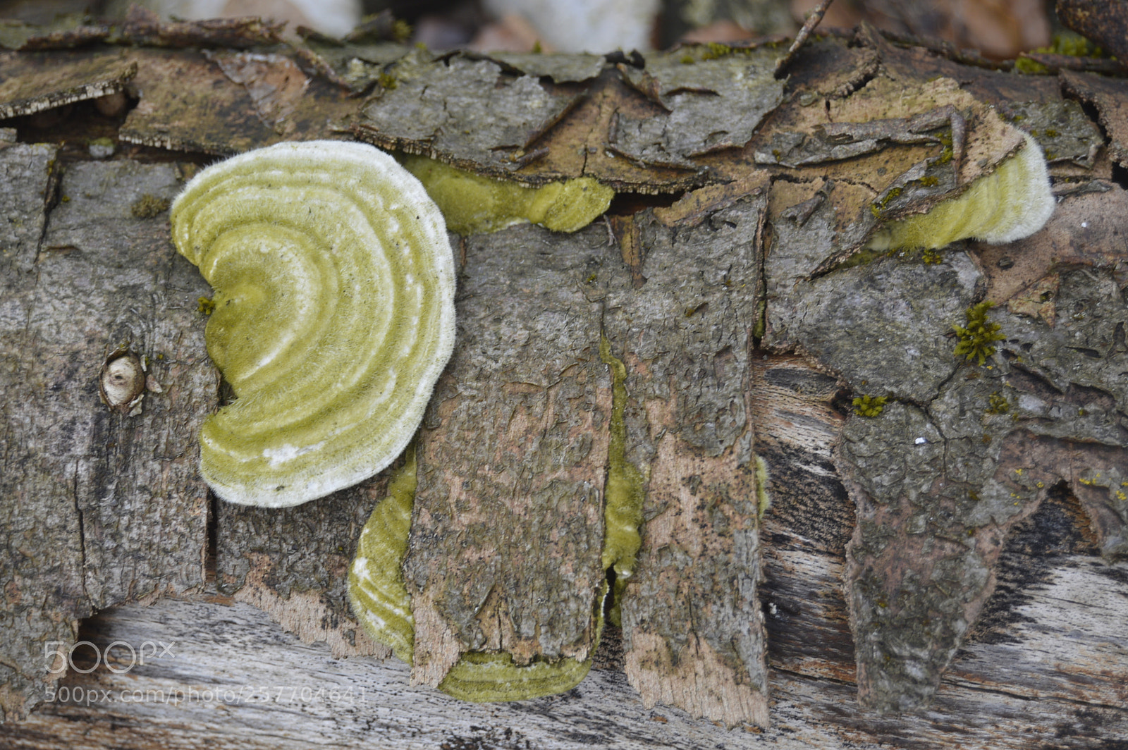 Nikon D3200 sample photo. Dansk natur photography