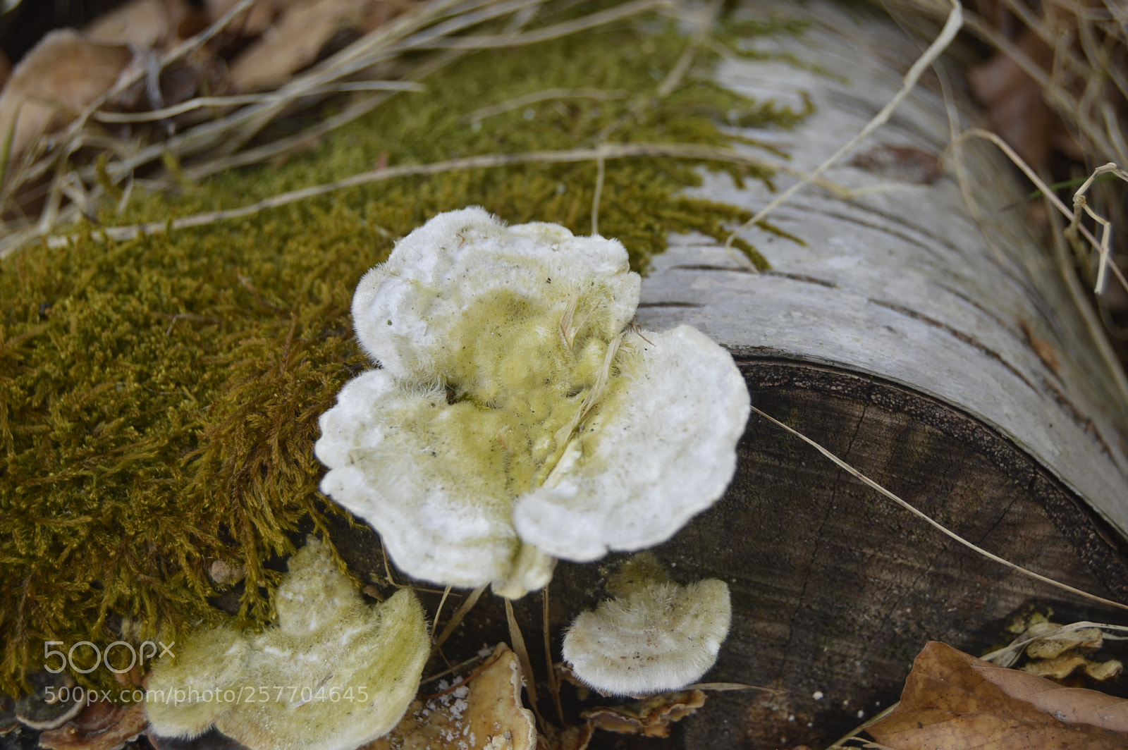 Nikon D3200 sample photo. Dansk natur photography