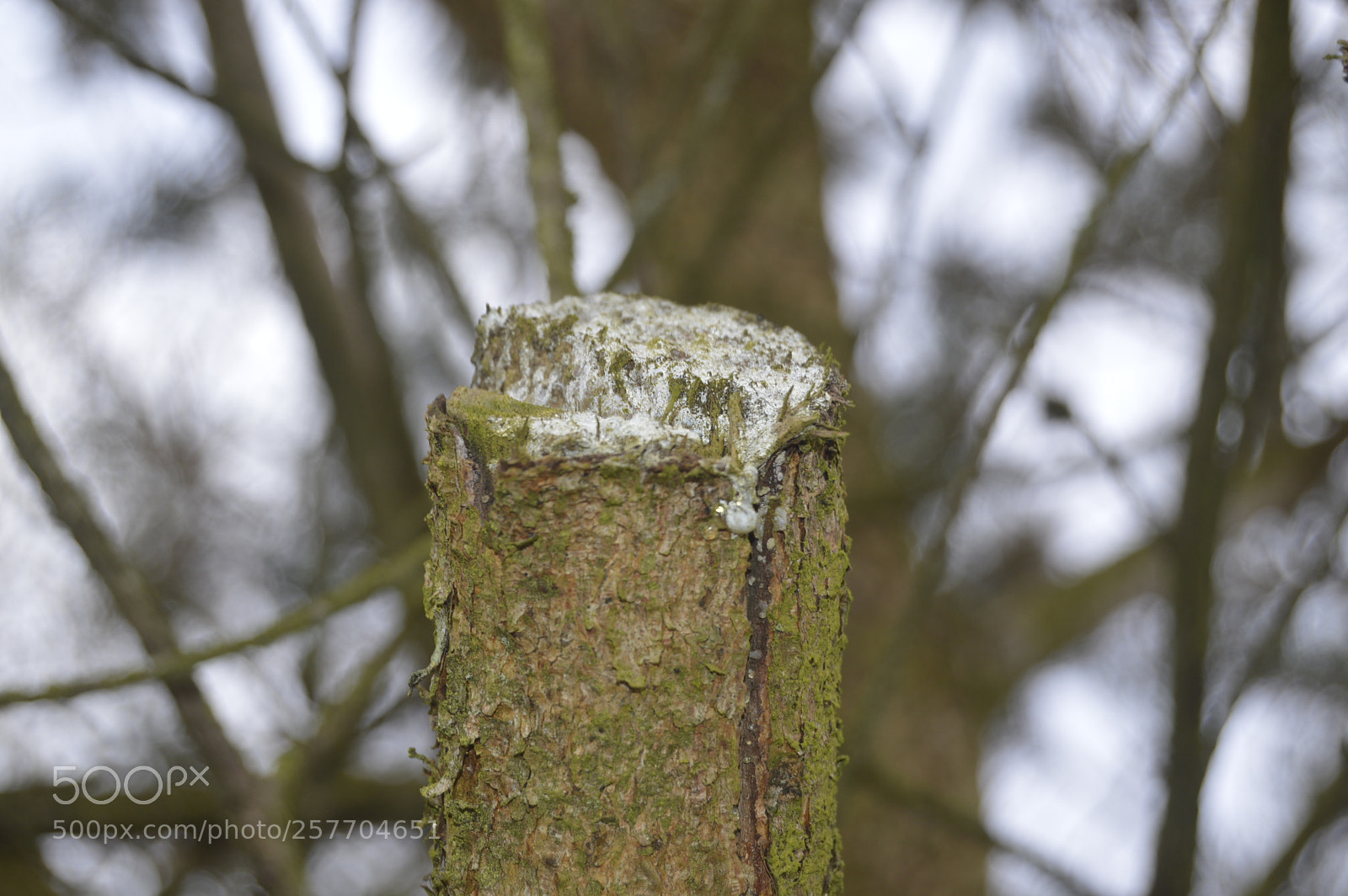 Nikon D3200 sample photo. Dansk natur photography