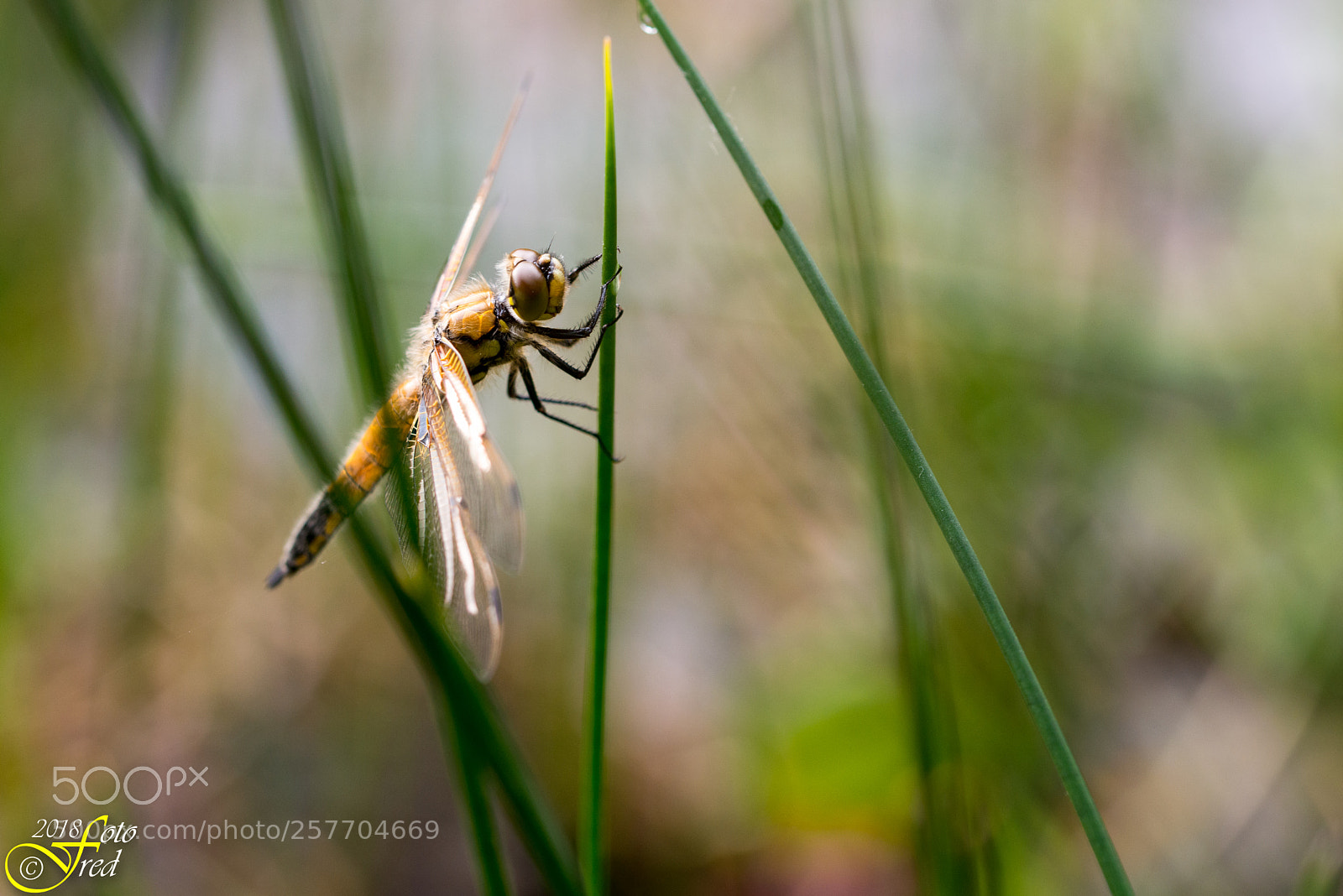 Nikon D800 sample photo. 4 spotted dragonfly photography