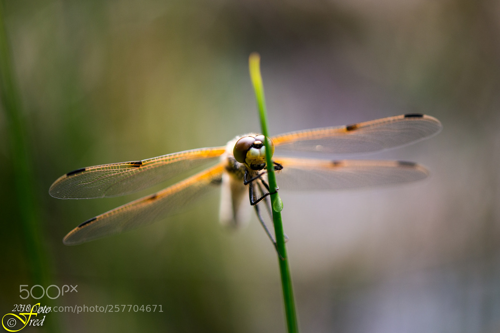 Nikon D800 sample photo. Dragonfly photography
