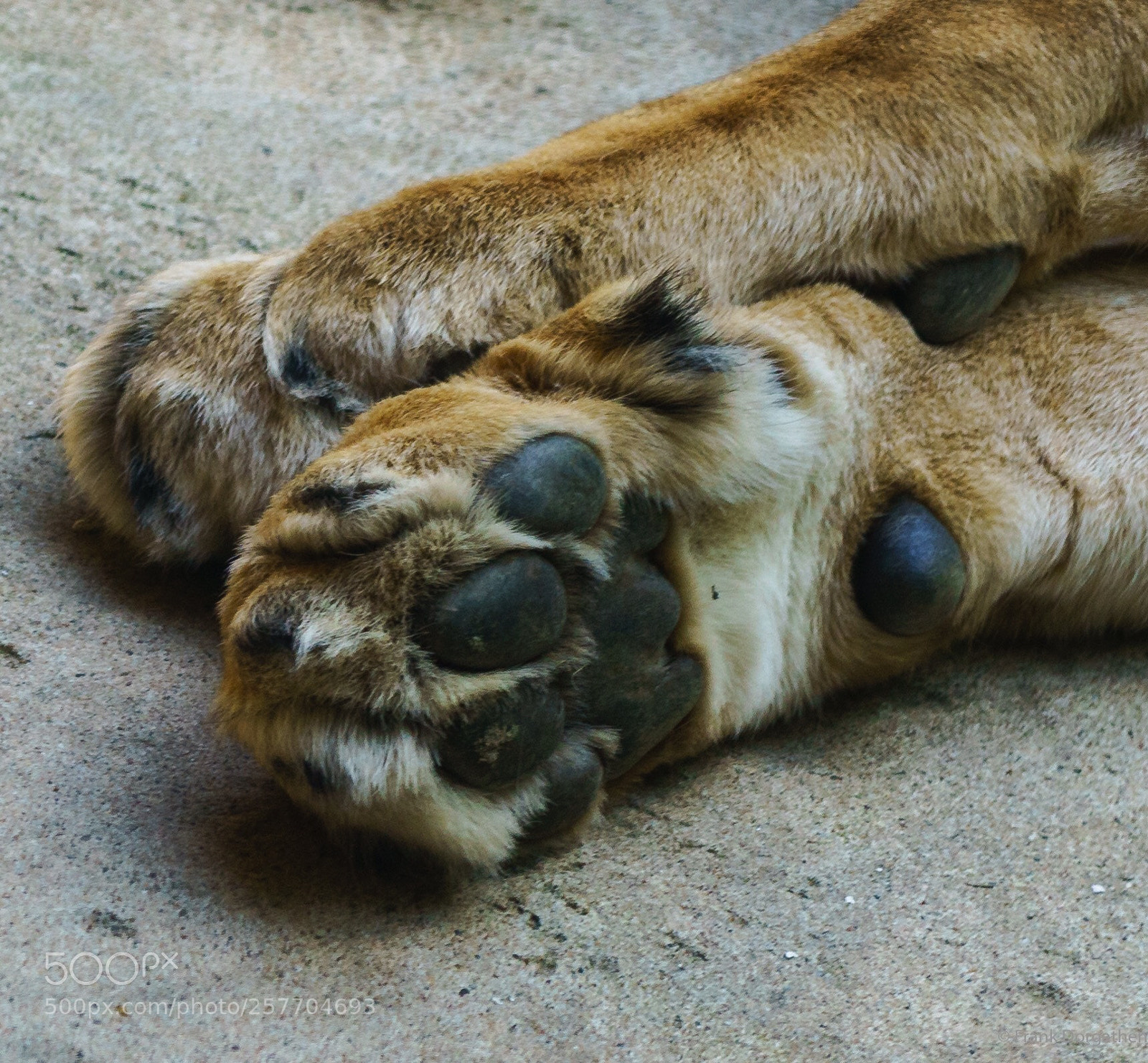 Sony a6000 sample photo. Paw photography