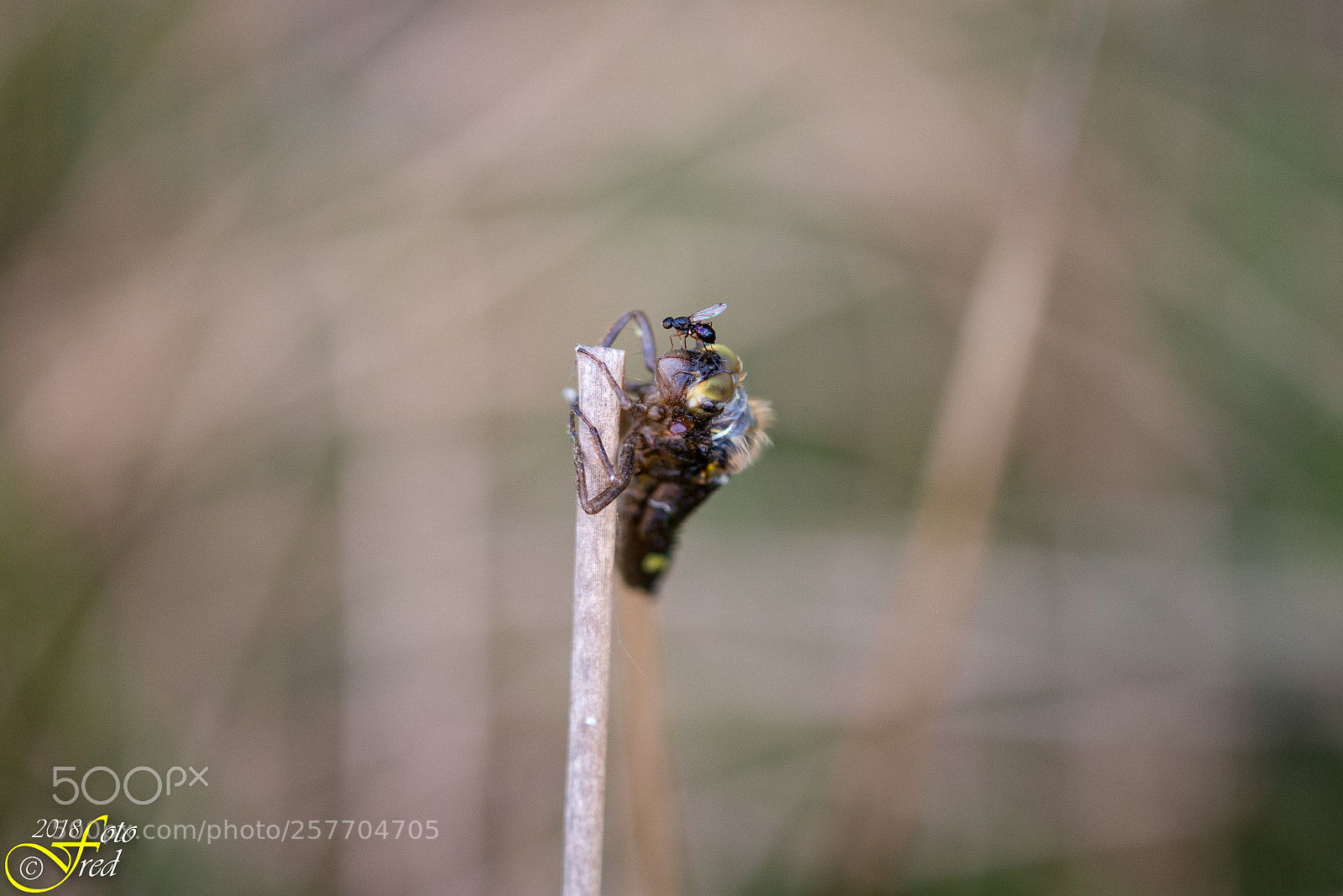 Nikon D800 sample photo. Untitled photography