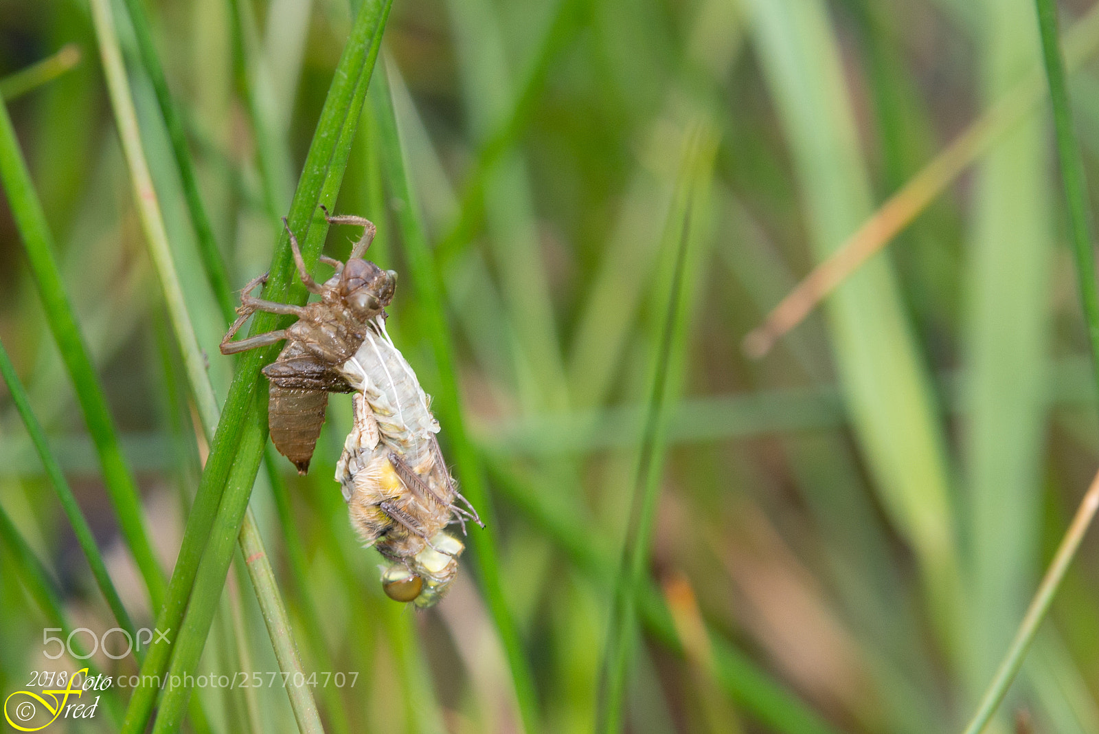Nikon D800 sample photo. Metamorphosis photography