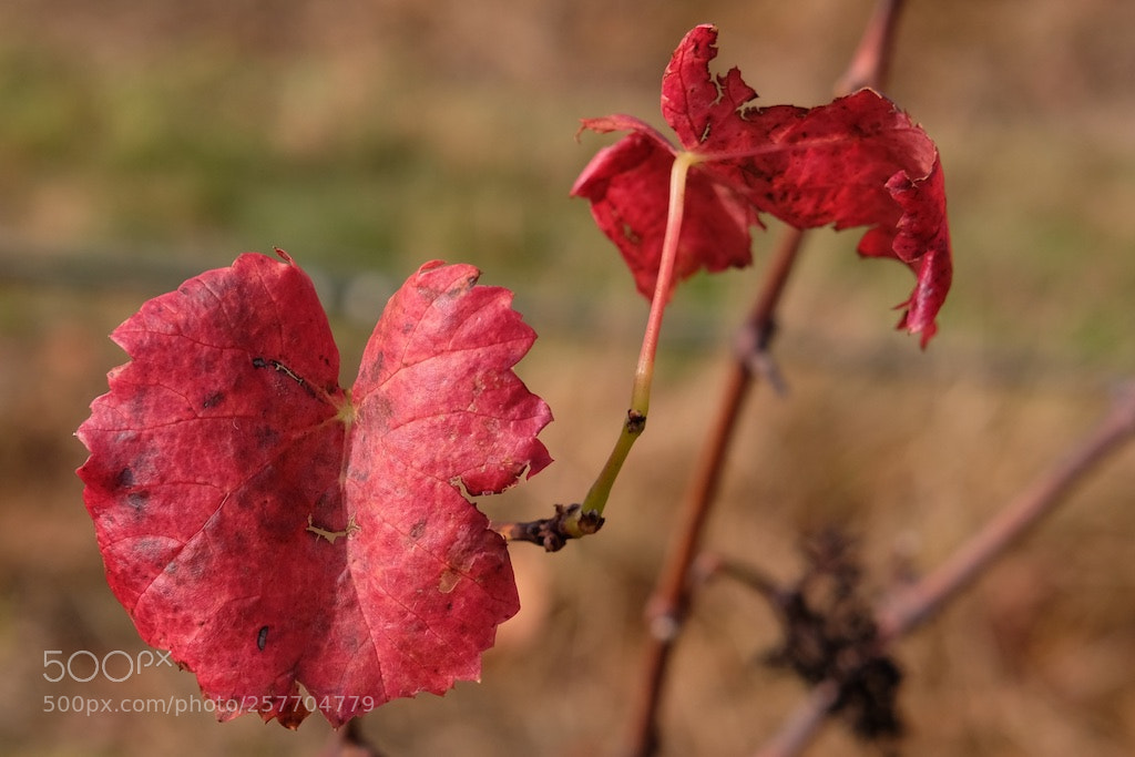 Fujifilm X-T2 sample photo. Grape vine leaves photography