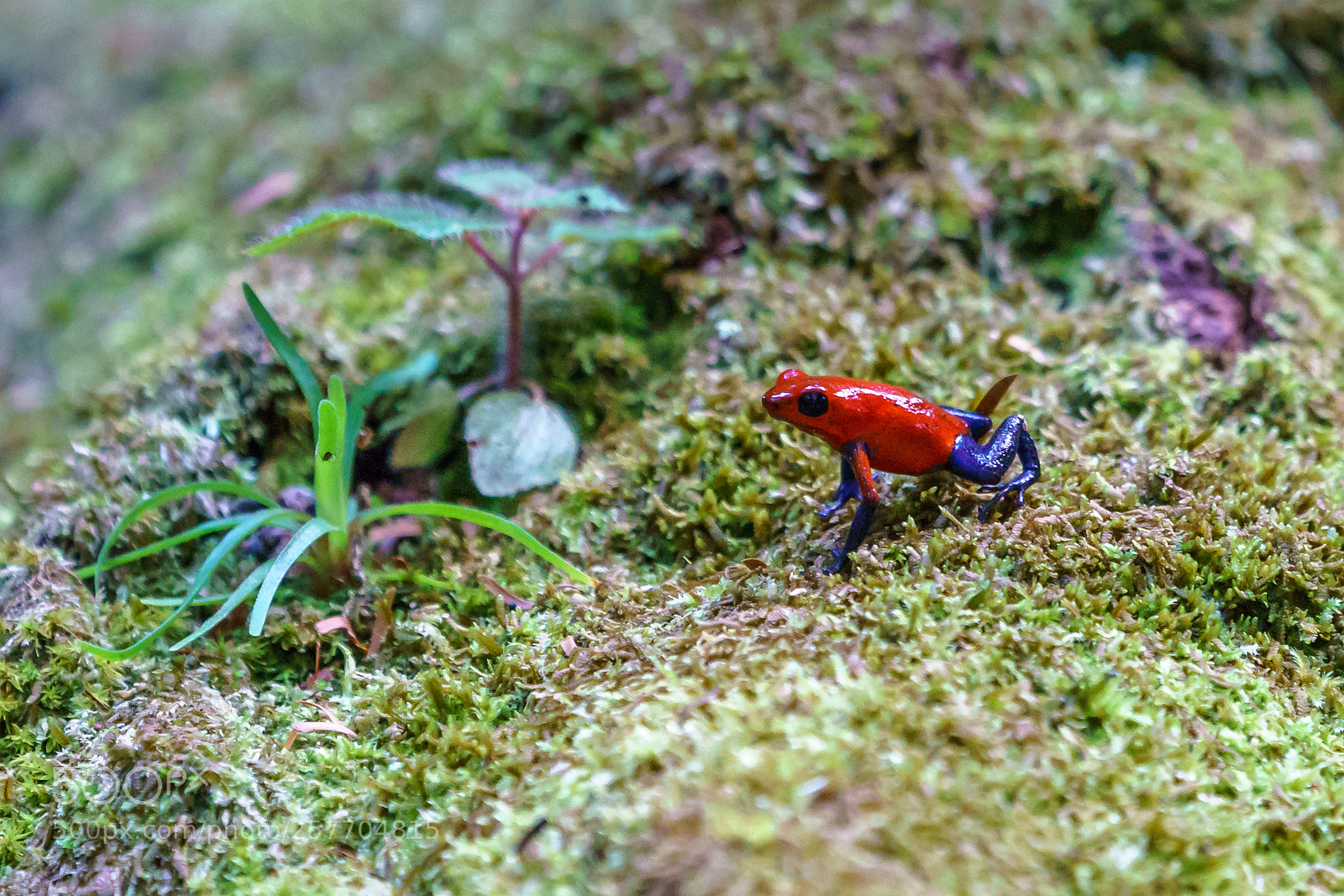 Sony a9 sample photo. Blue jeans frog in photography