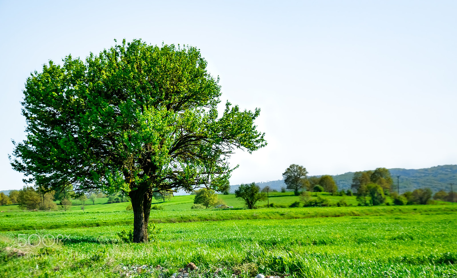 Nikon D5300 sample photo. Green love photography