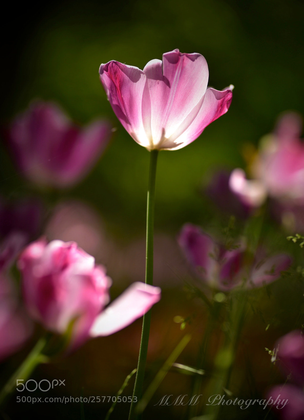 Nikon D750 sample photo. Tulip.jpg photography