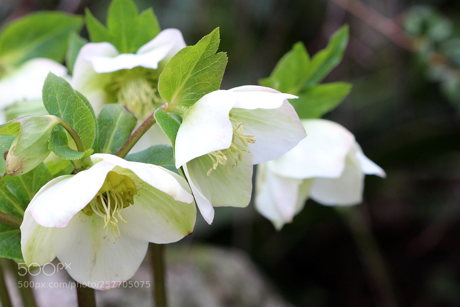 Canon EOS 700D (EOS Rebel T5i / EOS Kiss X7i) sample photo. Helleborus photography