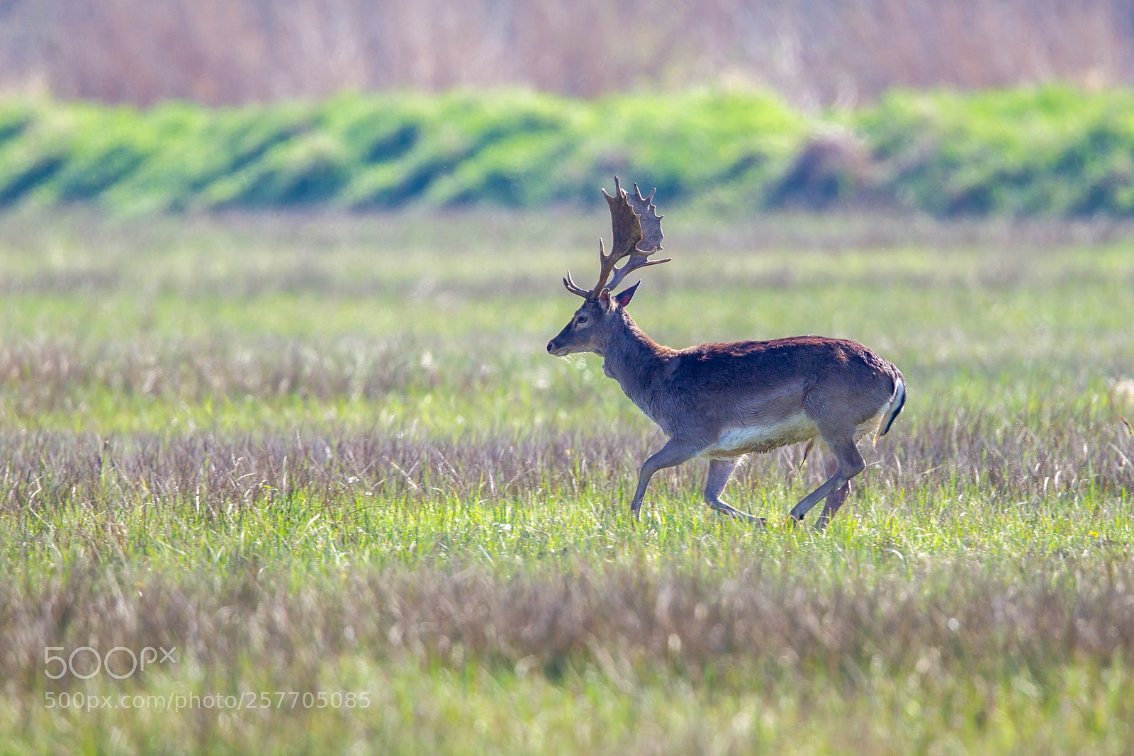 Canon EOS-1D Mark IV sample photo. Fallow deer (dama dama) photography