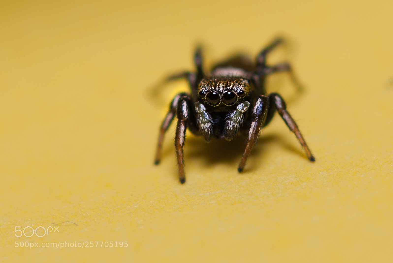 Nikon D200 sample photo. Sweet little fella photography