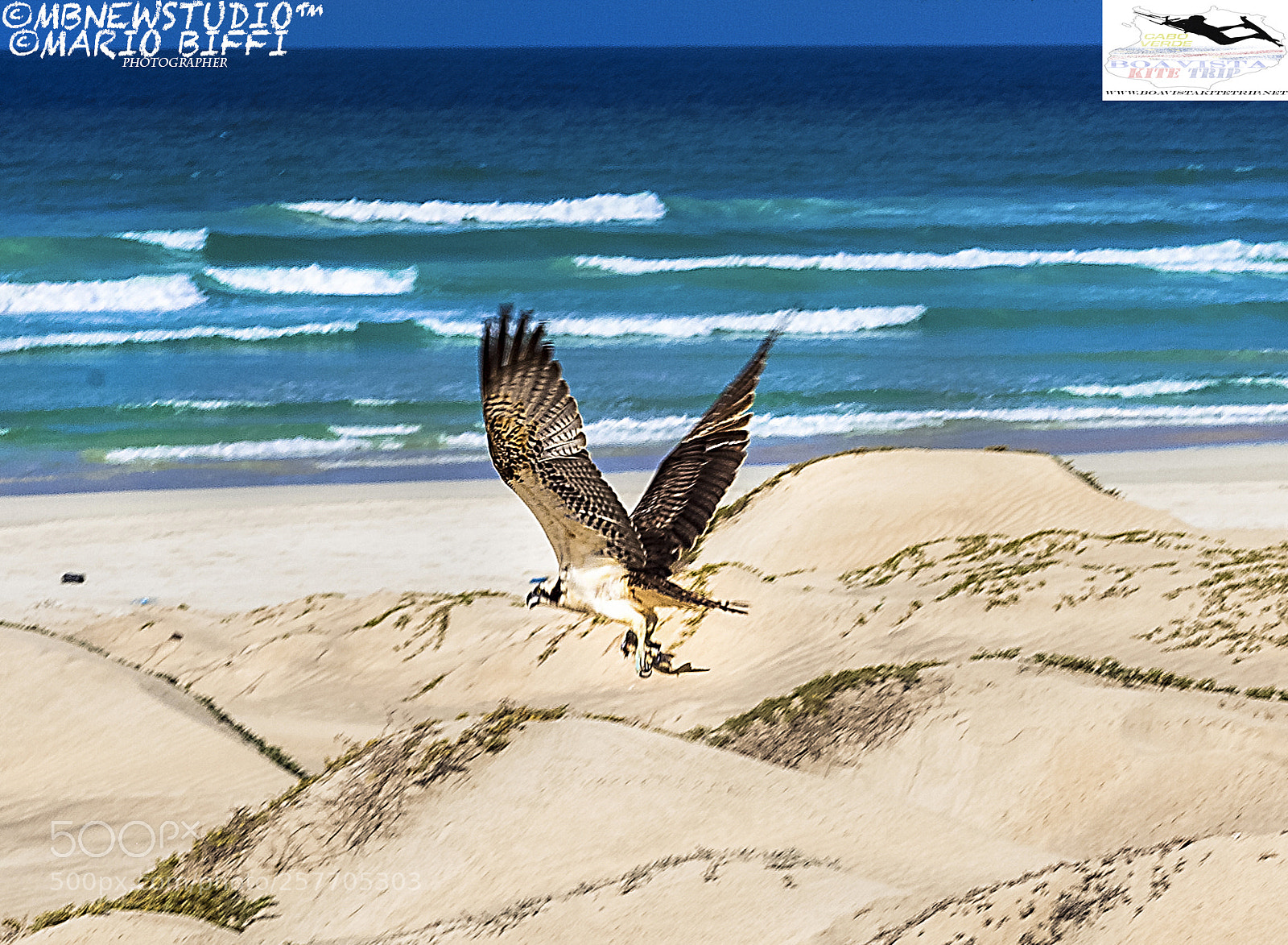 Canon EOS 5D Mark II sample photo. Eagle in boavista cv photography