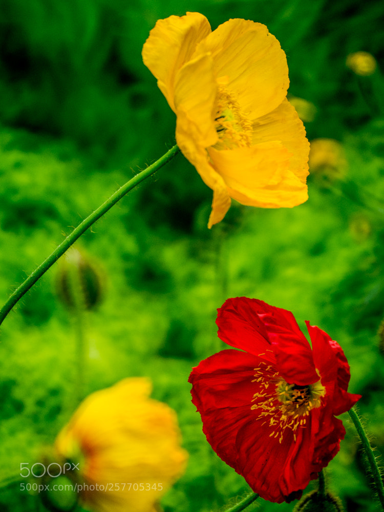 Olympus OM-D E-M1 Mark II sample photo. Untitled photography