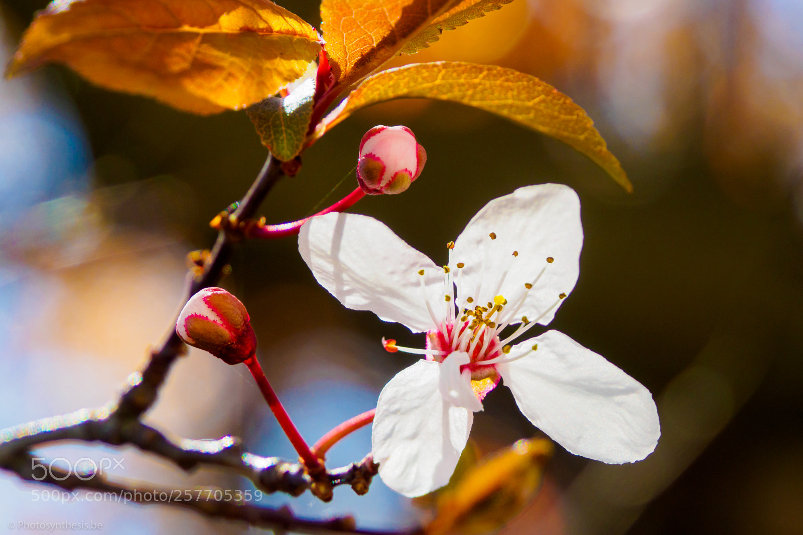 Olympus OM-D E-M10 sample photo. April blossom photography