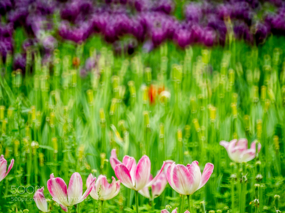 Olympus OM-D E-M1 Mark II sample photo. Untitled photography
