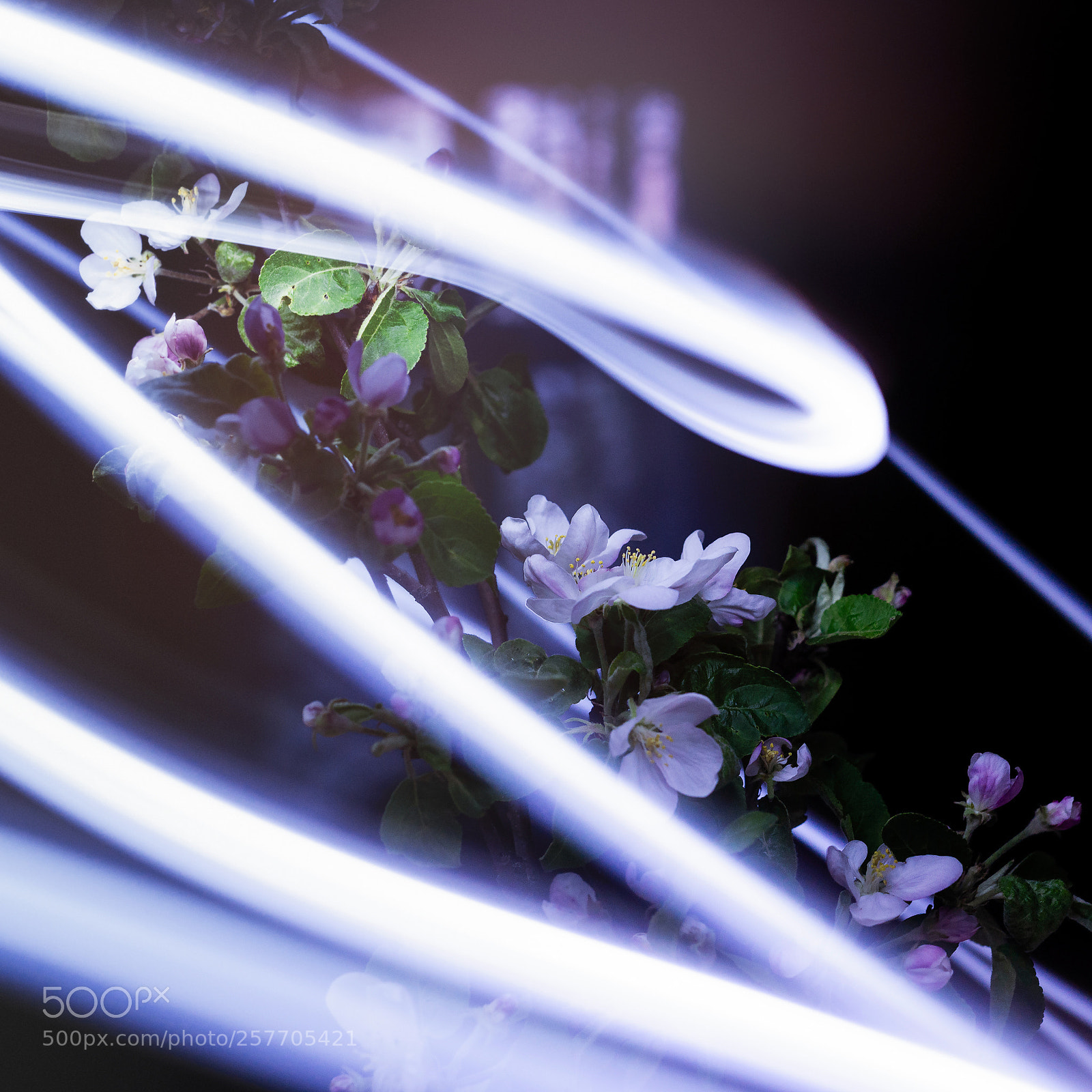 Nikon D800E sample photo. Neon flowers photography