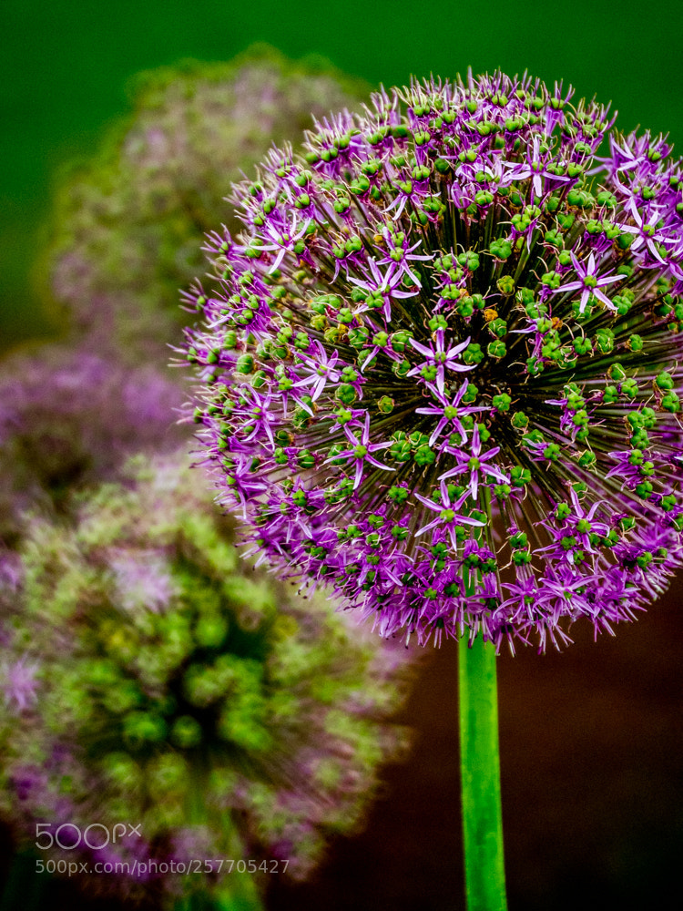 Olympus OM-D E-M1 Mark II sample photo. Untitled photography