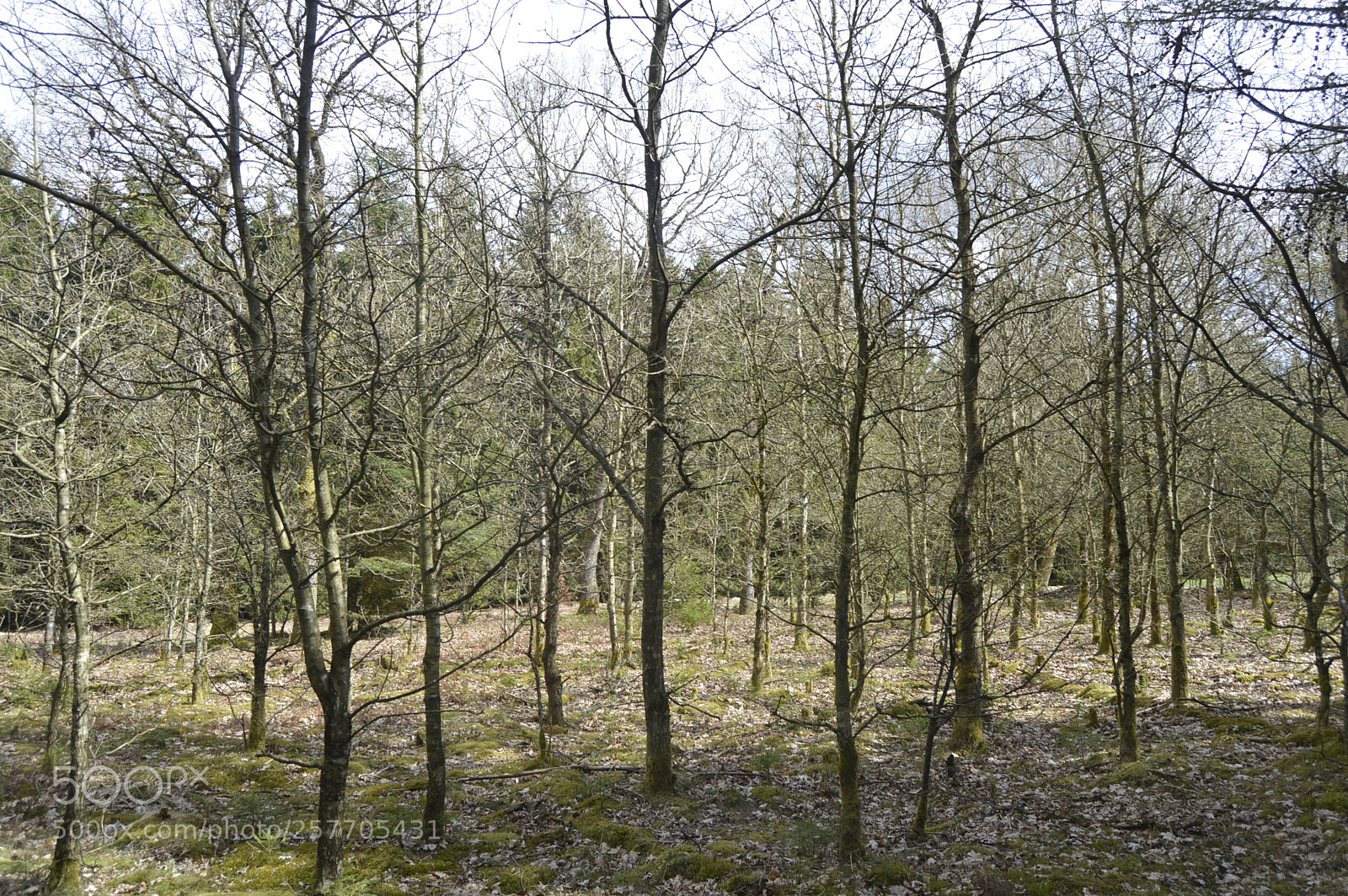 Nikon D3200 sample photo. Dansk netur photography
