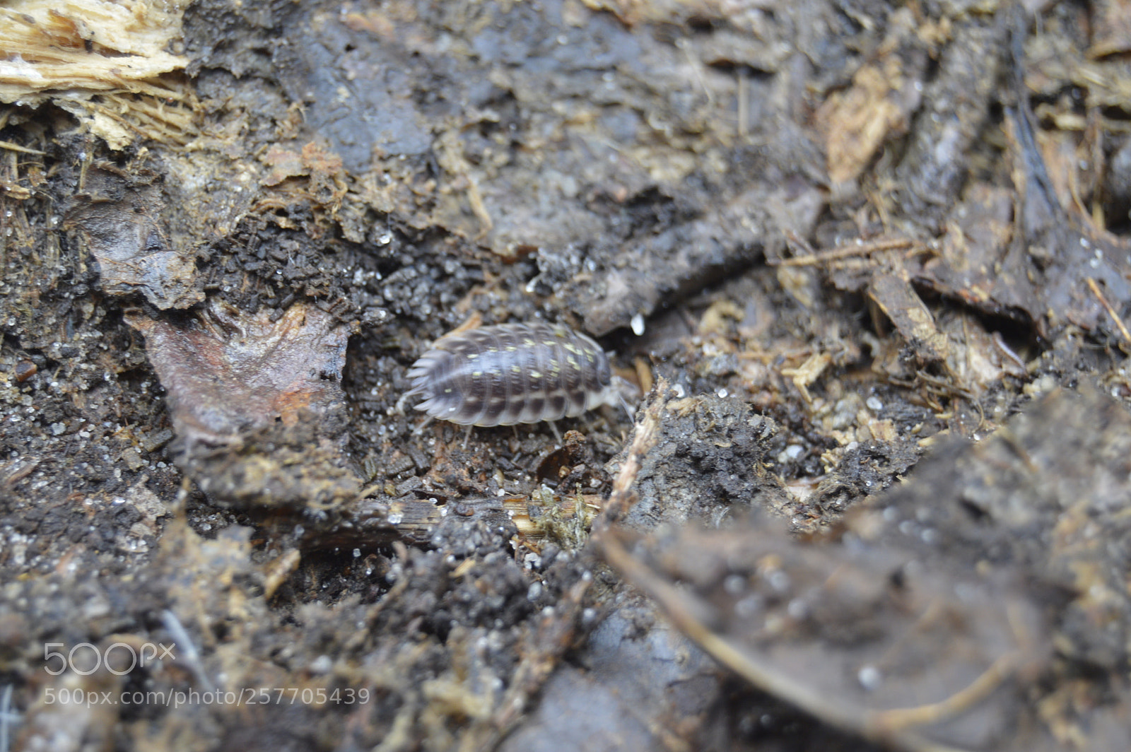 Nikon D3200 sample photo. Dansk netur photography