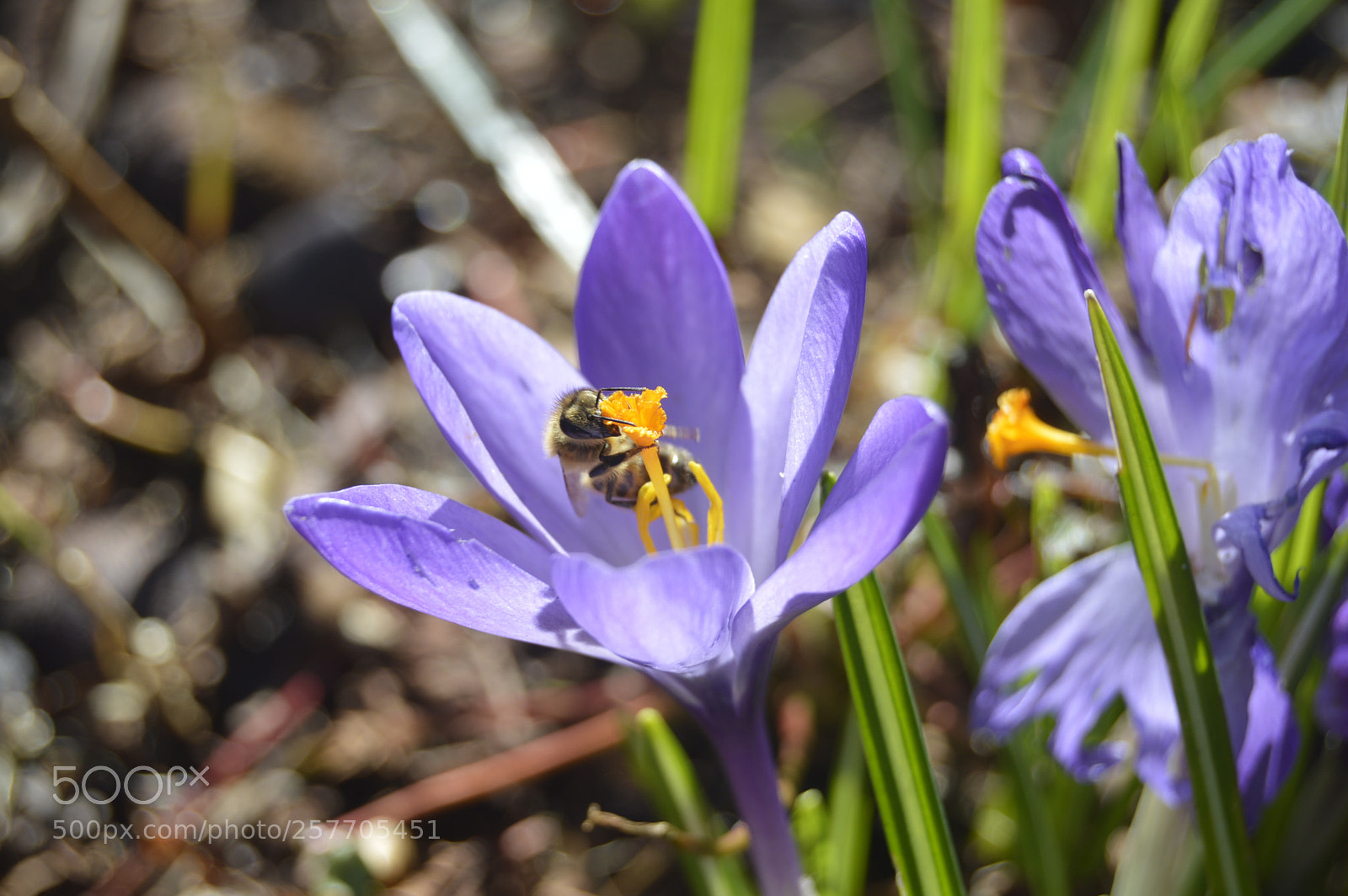 Nikon D3200 sample photo. Dansk netur photography