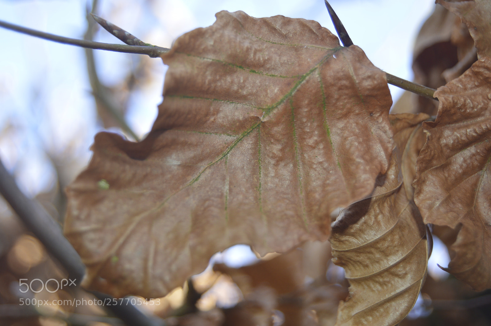 Nikon D3200 sample photo. Dansk netur photography