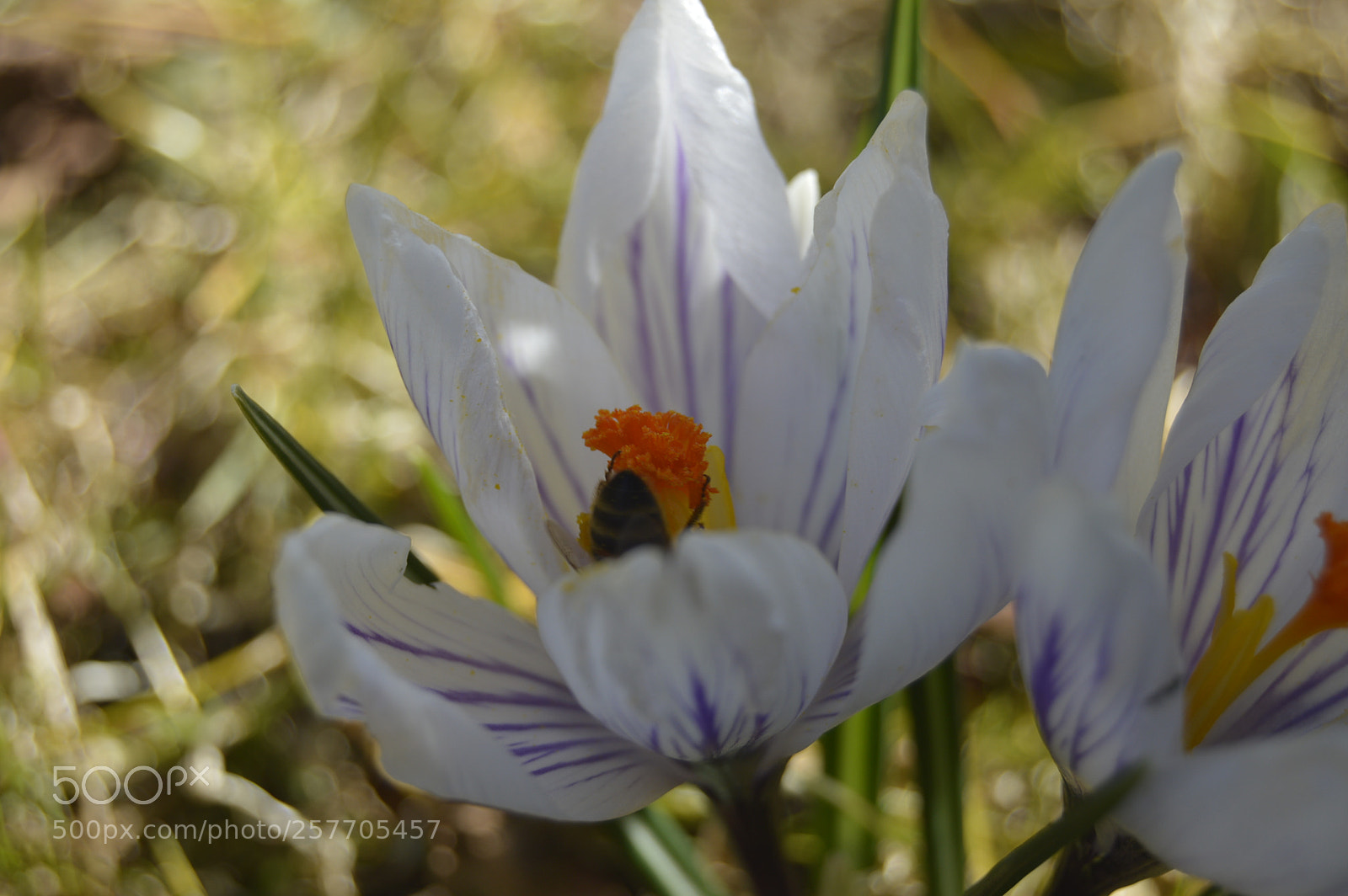 Nikon D3200 sample photo. Dansk netur photography