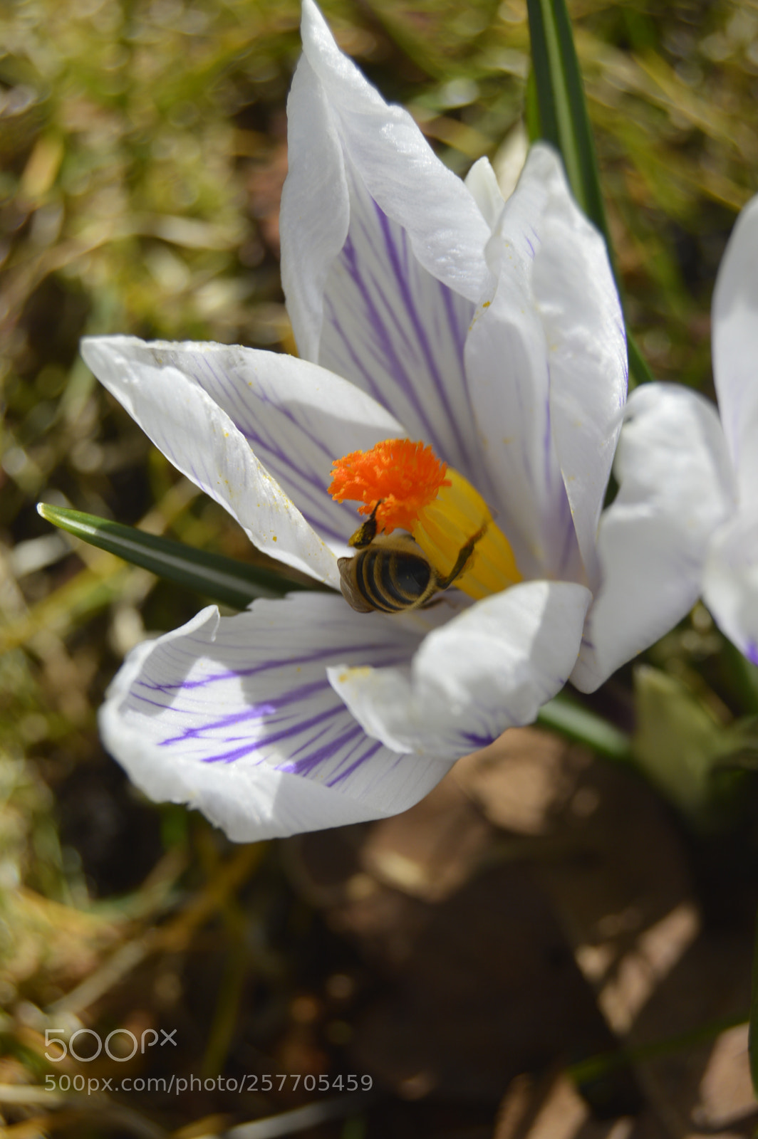 Nikon D3200 sample photo. Dansk netur photography