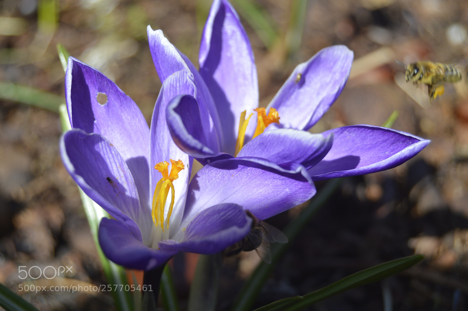 Nikon D3200 sample photo. Dansk netur photography