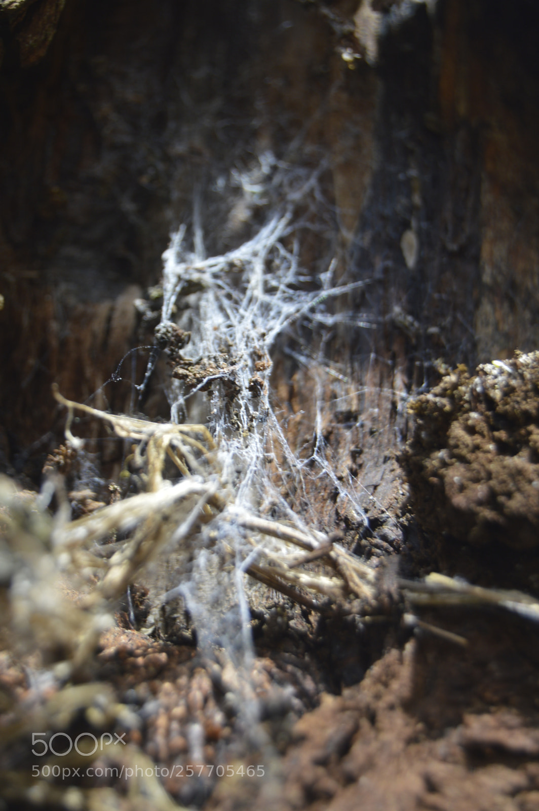 Nikon D3200 sample photo. Dansk netur photography