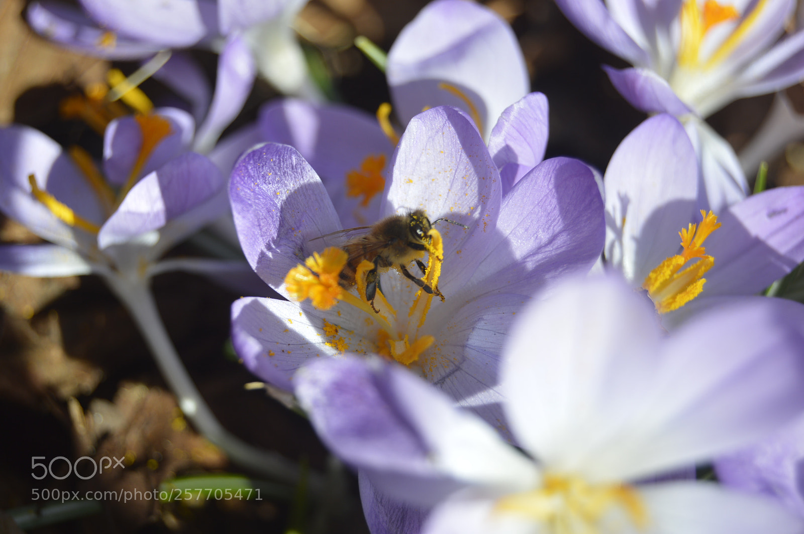 Nikon D3200 sample photo. Dansk netur photography