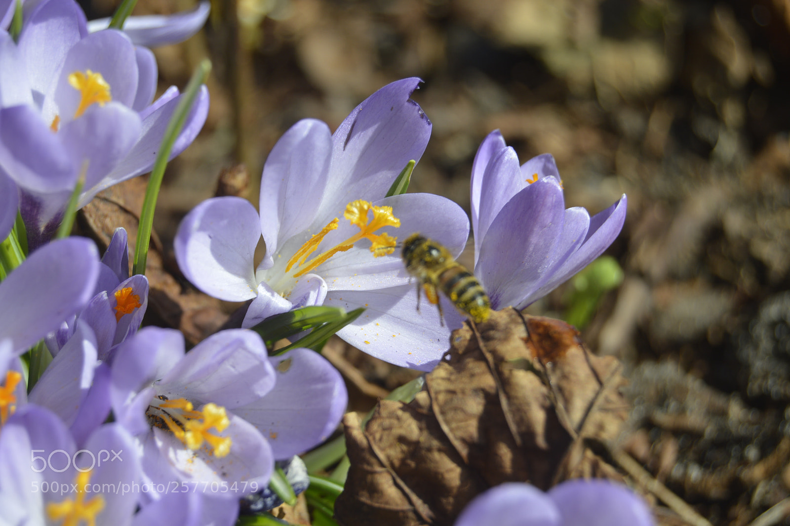 Nikon D3200 sample photo. Dansk netur photography