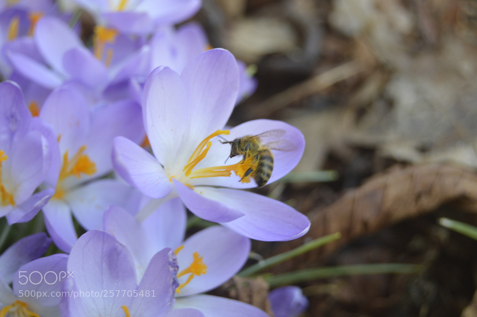 Nikon D3200 sample photo. Dansk netur photography