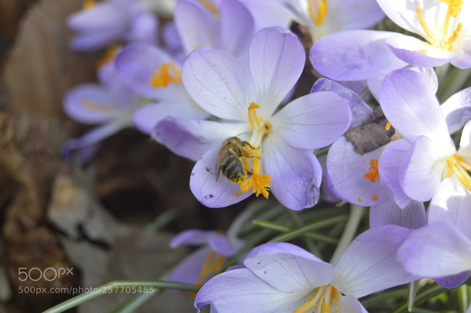 Nikon D3200 sample photo. Dansk netur photography