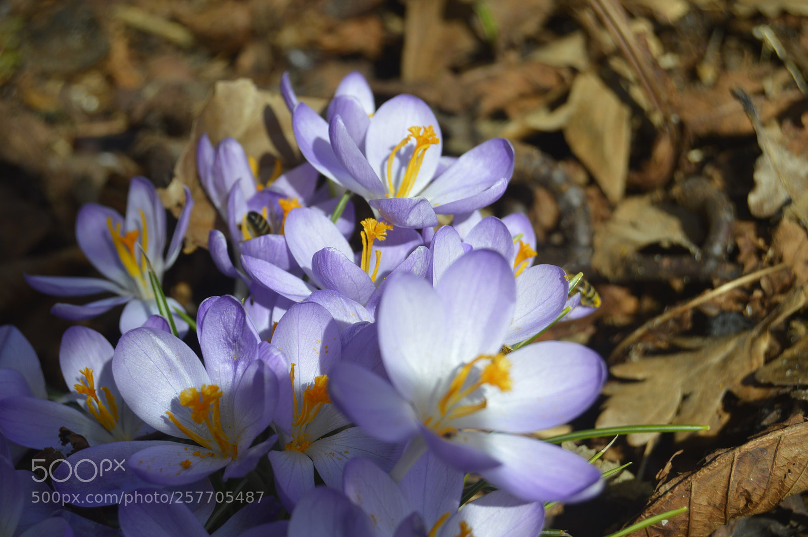 Nikon D3200 sample photo. Dansk netur photography
