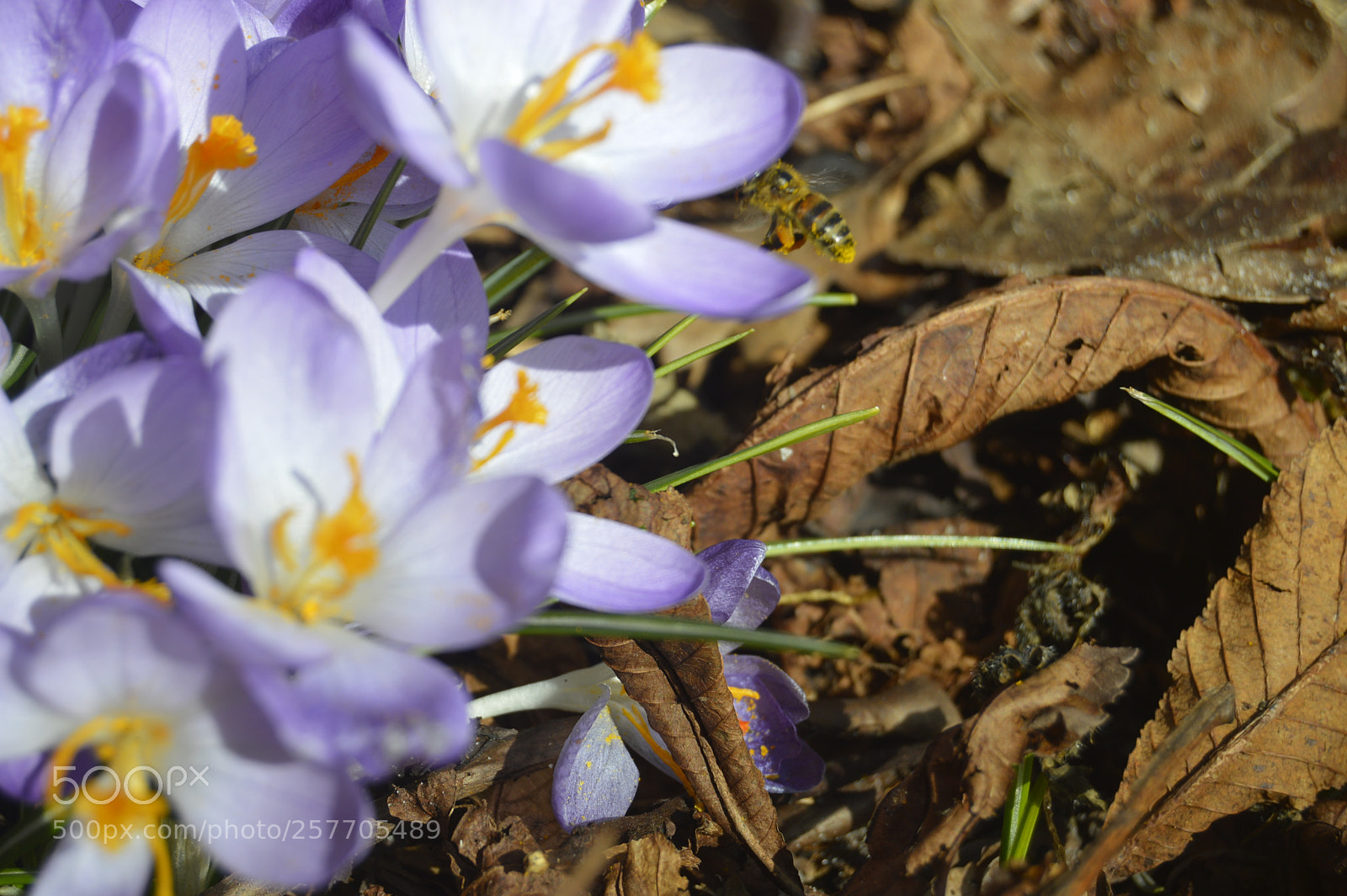 Nikon D3200 sample photo. Dansk netur photography