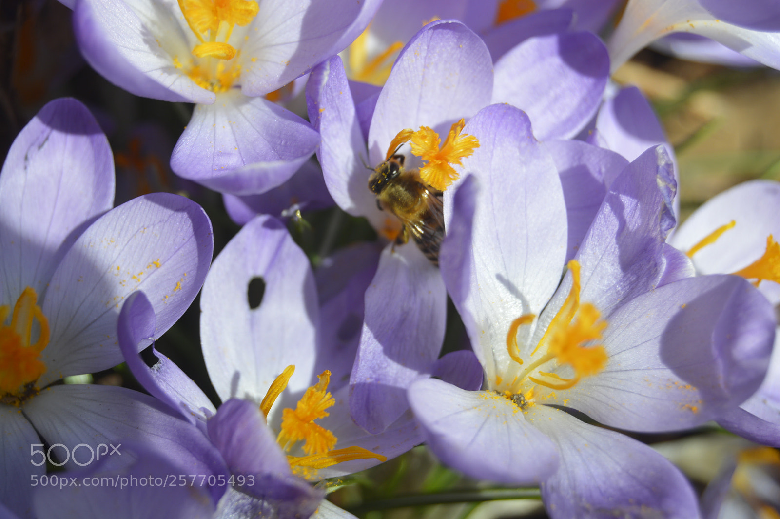 Nikon D3200 sample photo. Dansk netur photography