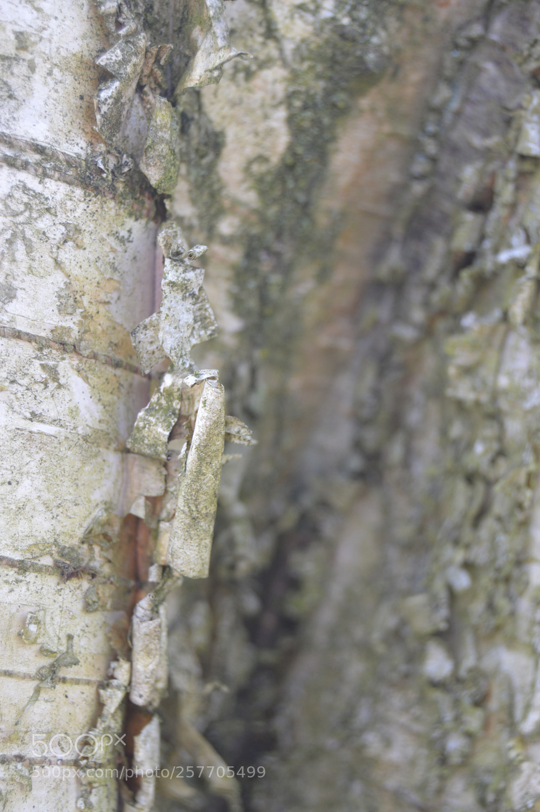 Nikon D3200 sample photo. Dansk netur photography