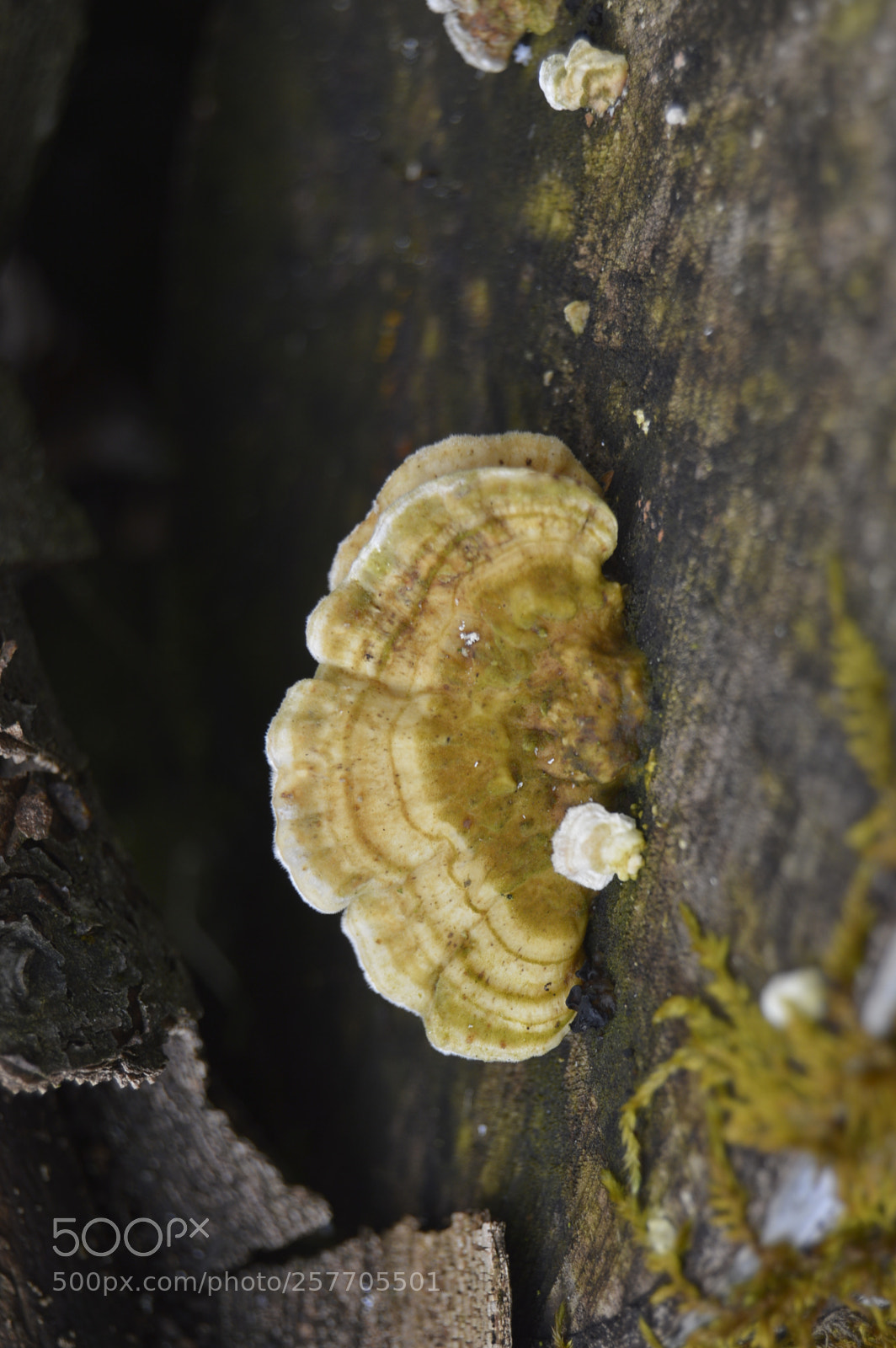 Nikon D3200 sample photo. Dansk netur photography