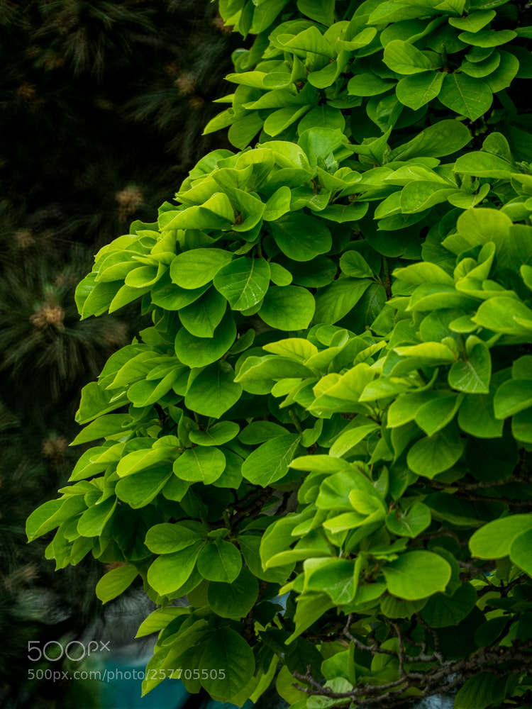 Olympus OM-D E-M1 Mark II sample photo. Untitled photography