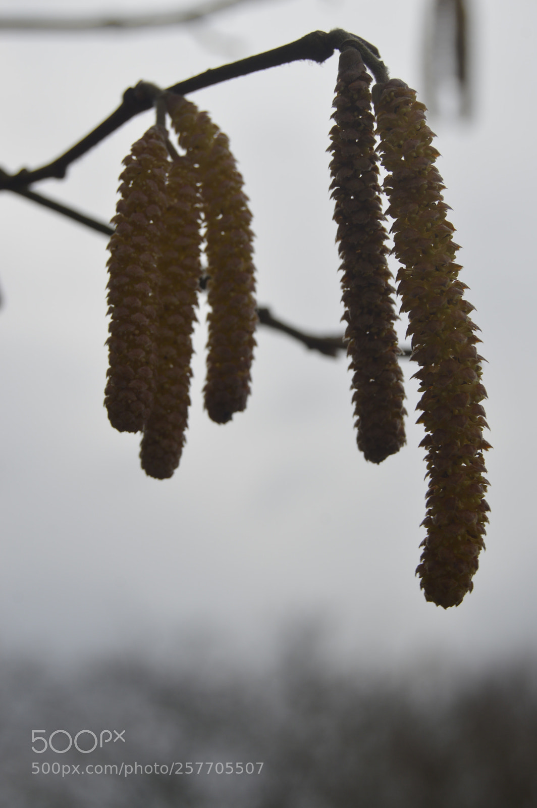 Nikon D3200 sample photo. Dansk netur photography