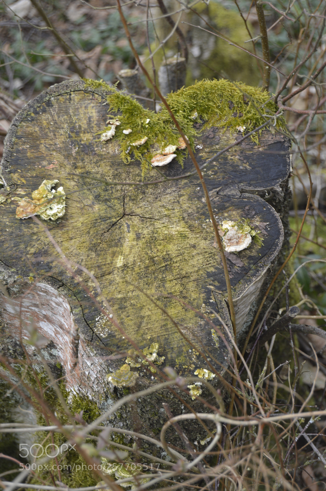 Nikon D3200 sample photo. Dansk netur photography