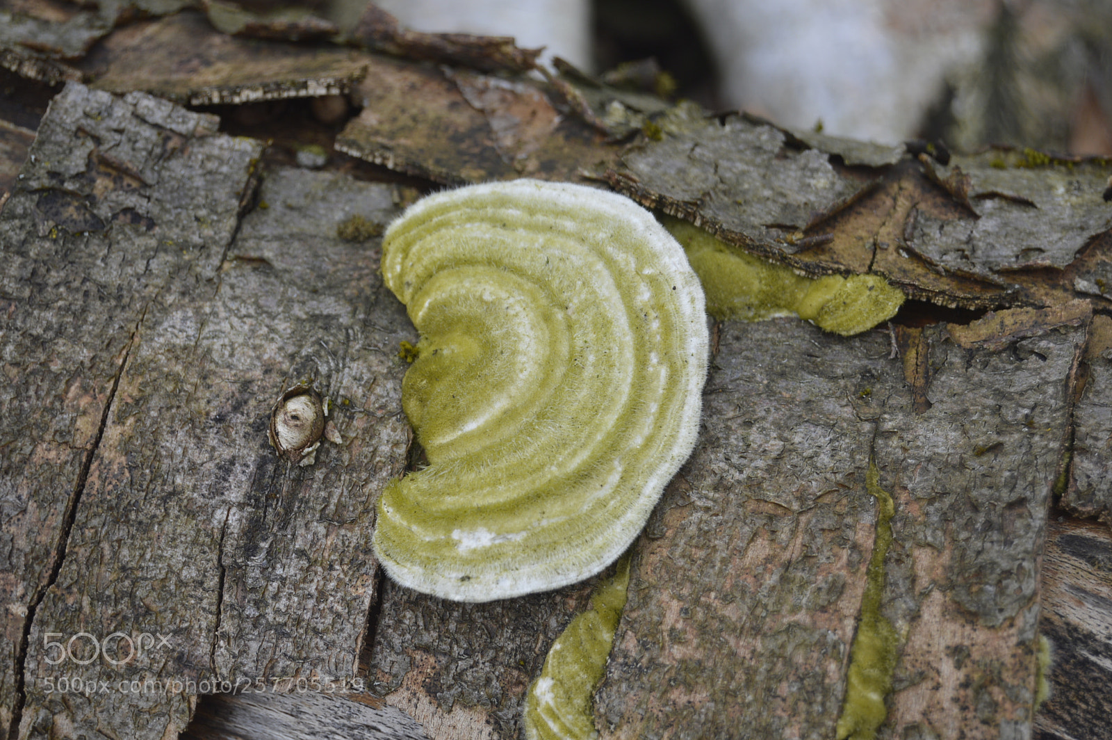 Nikon D3200 sample photo. Dansk netur photography