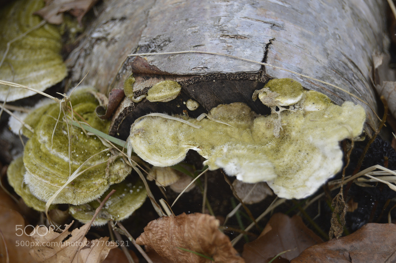 Nikon D3200 sample photo. Dansk netur photography