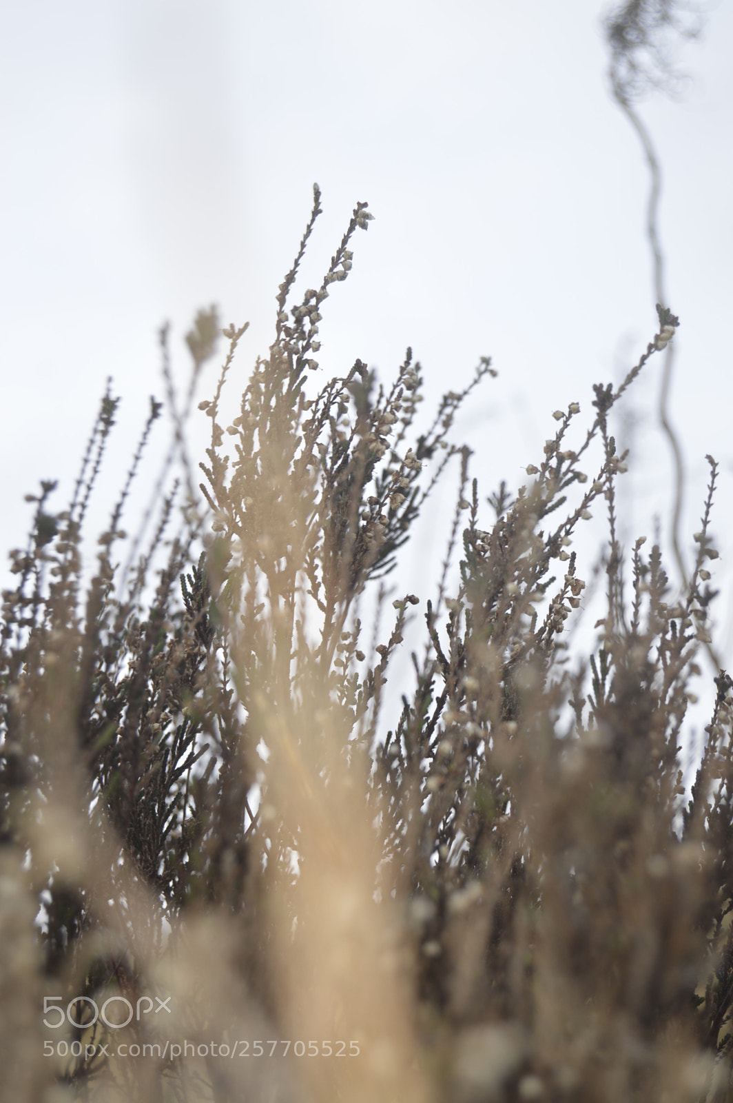 Nikon D3200 sample photo. Dansk netur photography