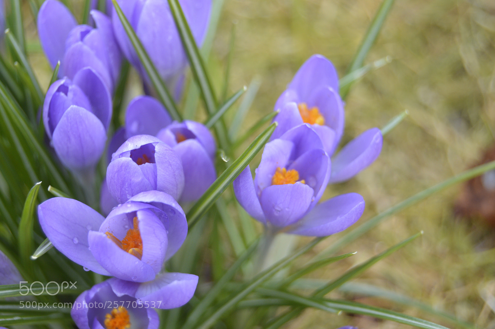 Nikon D3200 sample photo. Dansk netur photography