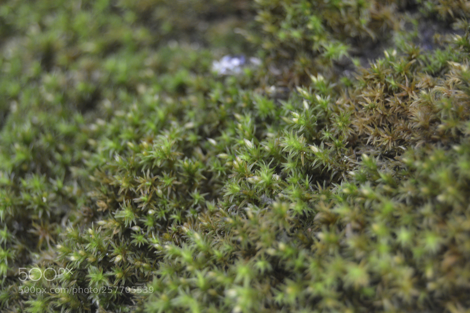Nikon D3200 sample photo. Dansk netur photography