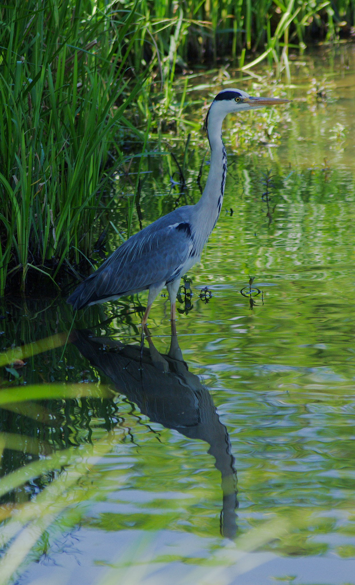 Pentax K-5 IIs sample photo. Grey heron photography