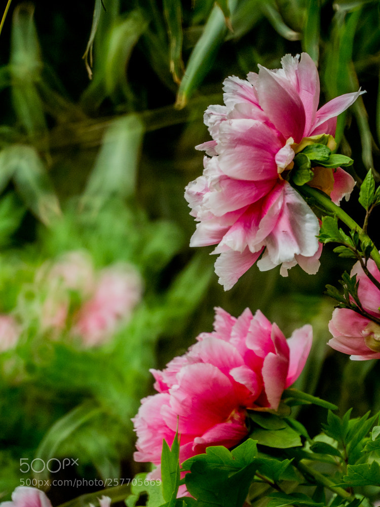 Olympus OM-D E-M1 Mark II sample photo. Untitled photography